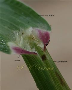  Ligule